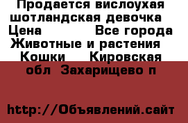 Продается вислоухая шотландская девочка › Цена ­ 8 500 - Все города Животные и растения » Кошки   . Кировская обл.,Захарищево п.